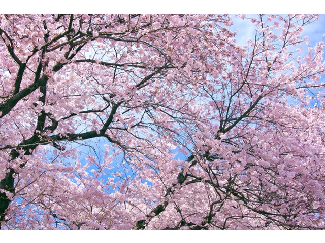 複数画像1