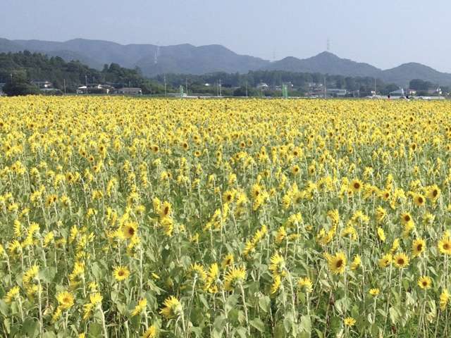 複数画像3